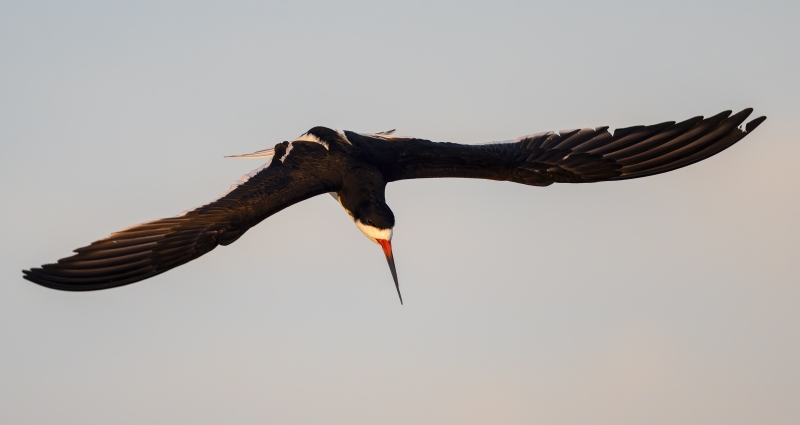 Black-Skimmer-3200-beginning-dive-in-sweet-light-_DSC8019-Nickerson-Beach-Long-Island-NY