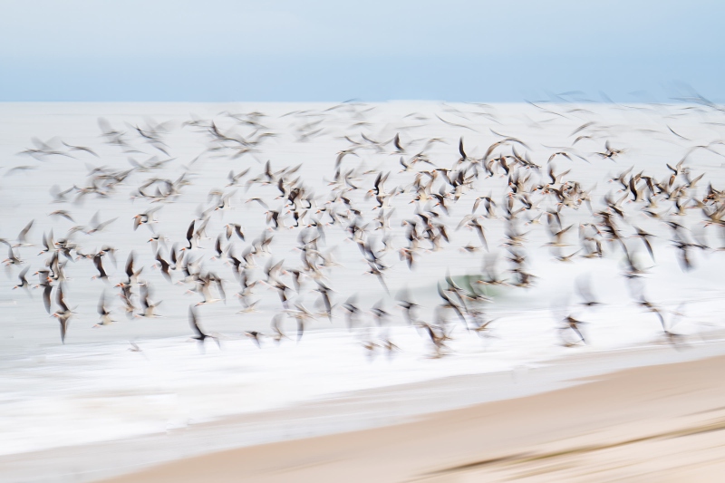 Black-Skimmer-3200-blast-off-bur-_DSC7816-Nickerson-Beach-Park-Lideo-Beach-LI-NY