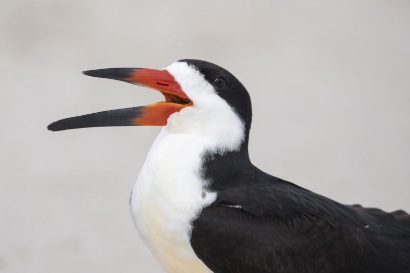 Black-Skimmer-3200-calling-head-portrait-_DSC0608-Nickerson-Beach-Long-Island-NY