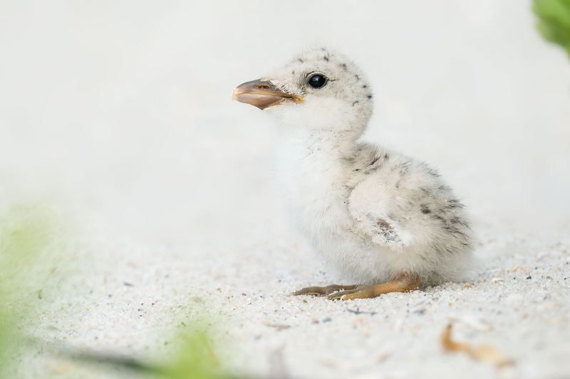 Black-Skimmer-3200-chick-about-3-days-old-_DSC8874-Nickerson-Beach-Park-Lideo-Beach-LI-NY