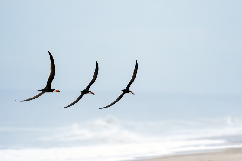 Black-Skimmer-3200-flight-formation-_DSC9993-Nickerson-Beach-Park-Lideo-Beach-LI-NY