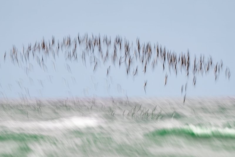 Black-Skimmer-3200-flock-over-roguh-ocean-II-_DSC4429-Nickerson-Beach-Park-Lido-Beach-NY-2