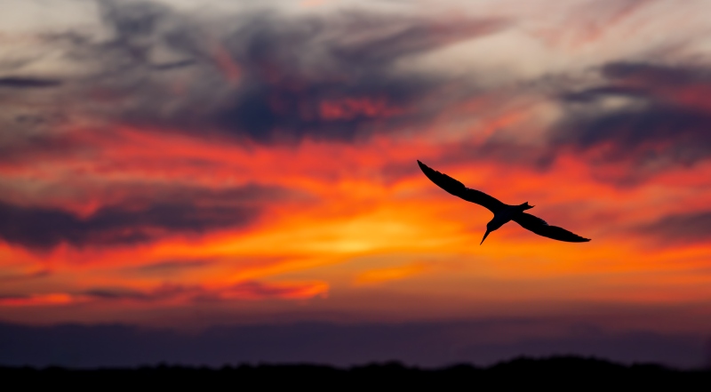 Black-Skimmer-3200-in-flight-at-sunset-_DSC2195-Nickerson-Beach-Park-Lideo-Beach-LI-NY