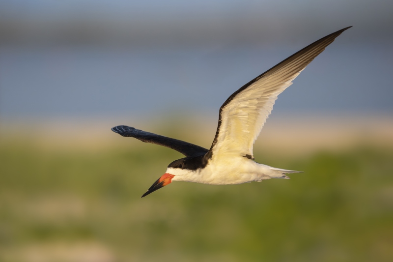 Black-Skimmer-3200-in-flight-in-sweet-light-_DSC6325-Nickerson-Beach-Long-Island-NY