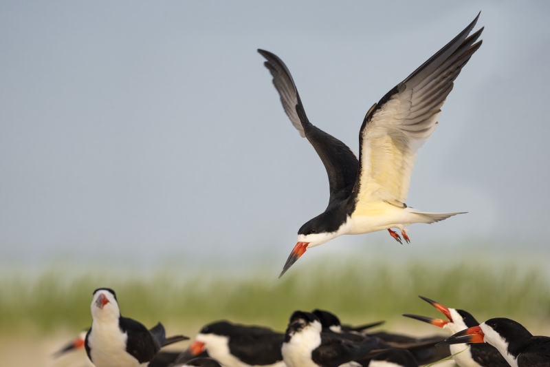 Black-Skimmer-3200-incoming-with-friends-_DSC5515-Nickerson-Beach-Long-Island-NY