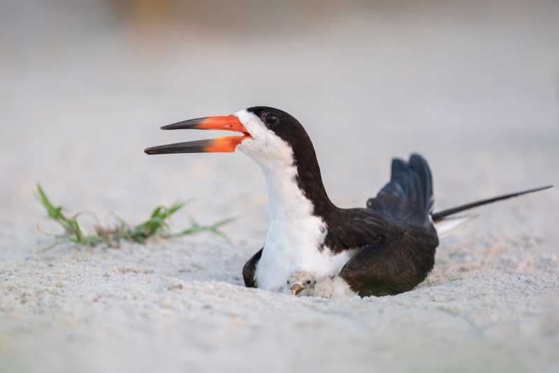 Black-Skimmer-3200-on-scrape-with-chick-_DSC2351-Nickerson-Beach-Park-Lideo-Beach-LI-NY