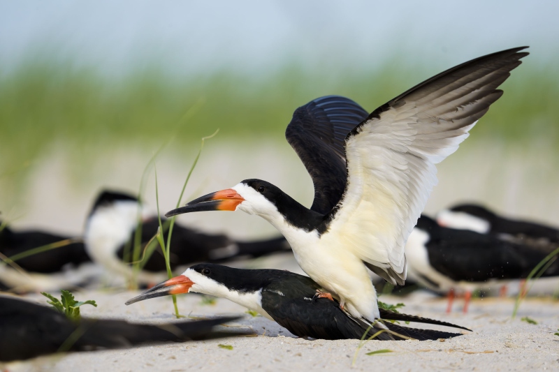 Black-Skimmer-3200-pair-copulating-_DSC5166-Nickerson-Beach-Long-Island-NY
