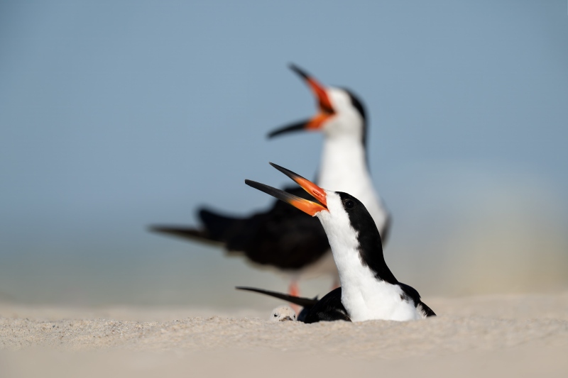 Black-Skimmer-3200-pair-with-single-chick-in-scrape-on-open-beach-_DSC9089-Nickerson-Beach-Park-Lideo-Beach-LI-NY