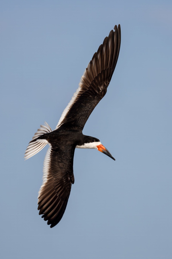 Black-Skimmer-3200-turning-right-in-flight-_DSC3427-Nickerson-Beach-Park-Lideo-Beach-LI-NY