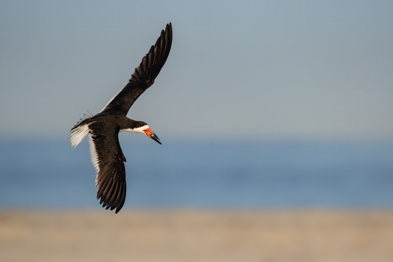 Black-Skimmer-3200-with-killifish-_DSC7087-Nickerson-Beach-Park-Lideo-Beach-LI-NY