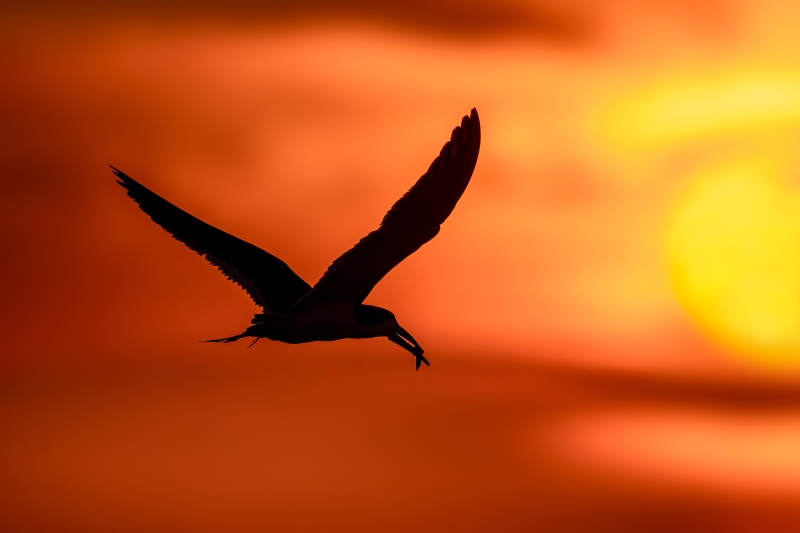 Black-Skimmer-3200-with-killifish-at-sunrise-_DSC5730-Nickerson-Beach-Park-Lideo-Beach-LI-NY