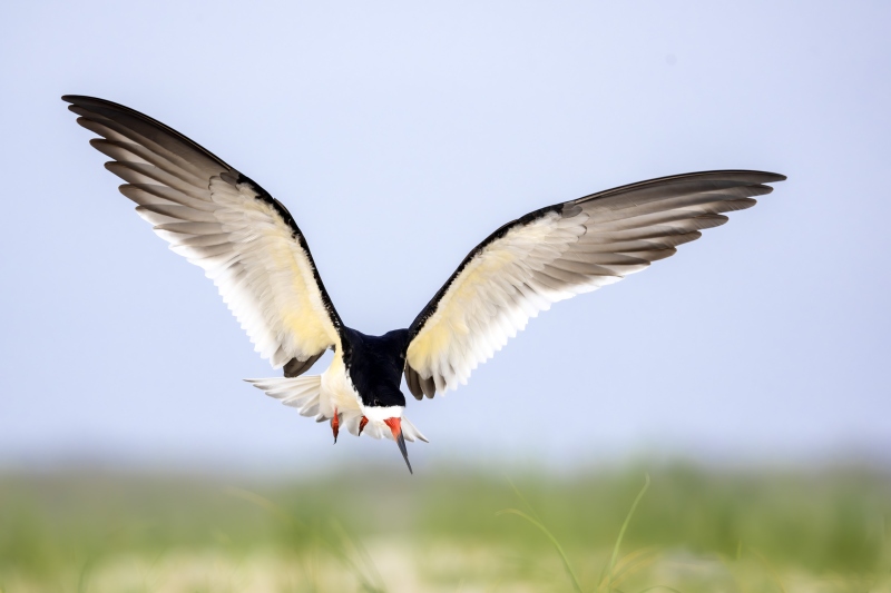 Black-Skimmer-3200A-breeding-plumage-landing-at-colony-_DSC0455-Nickerson-Beach-Long-Island-NY