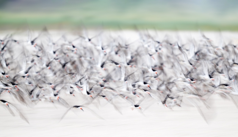 Black-Skimmer-blastoff-blur-_DSC4292-Nickerson-Beach-Park-Lido-Beach-NY