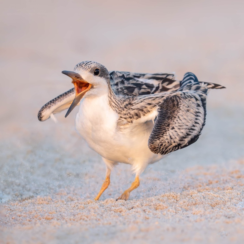 Black-Skimmer-l-3000-arge-chick-threatening-another-_DSC7369-Nickerson-Beach-Park-Lideo-Beach-LI-NY