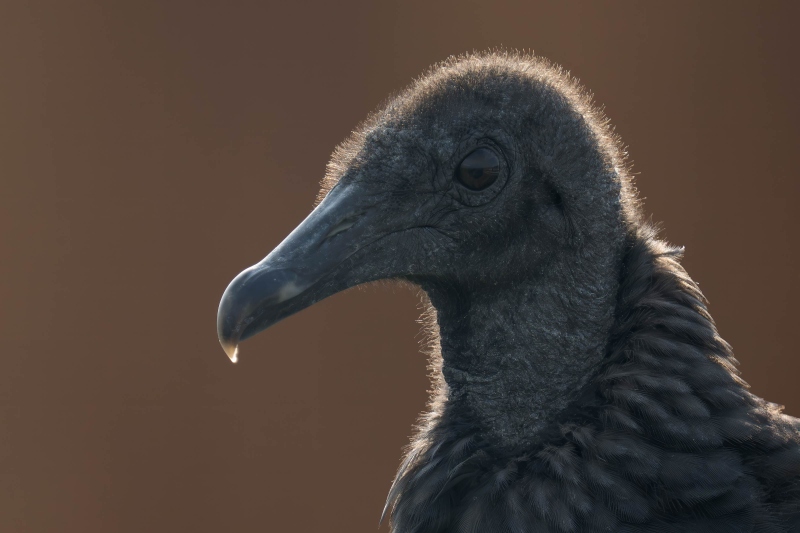 Black-Vulture-3200-A-backlit-head-portrait-_DSC3922-Indian-Lake-Estates-FL