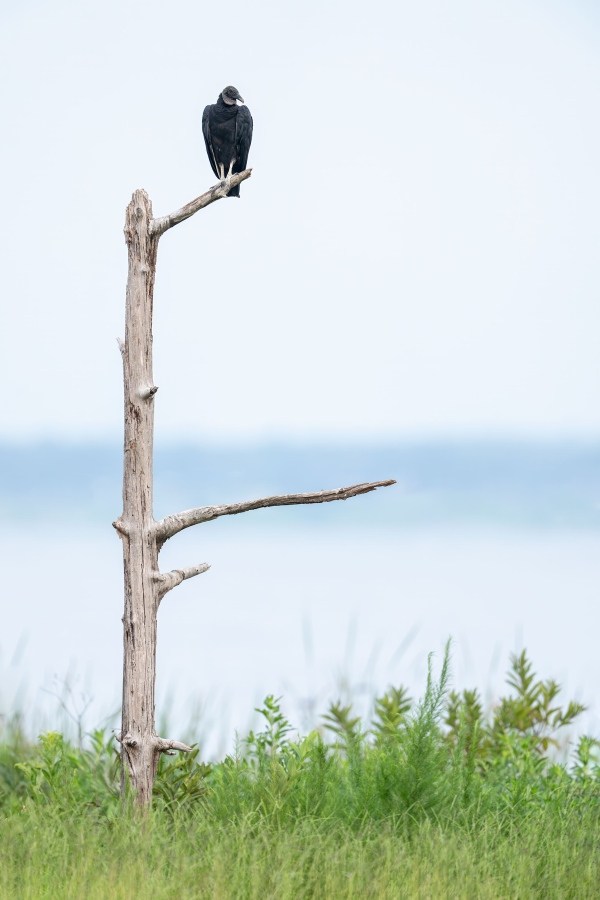 Black-Vulture-3200-on-Bobs-New-Perch-_DSC9739-Indian-Lake-Estates-FL