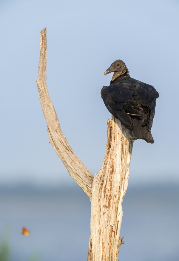 Black-Vulture-3200-on-Bobs-V-perch-w-butterfly-_DSC4427-Indian-Lake-Estates-FL