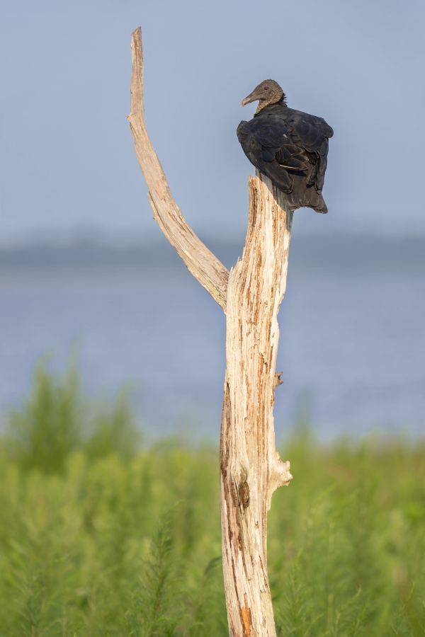 Black-Vulture-3200-on-Bobs-V-perch-wide-_DSC1344-Indian-Lake-Estates-FL
