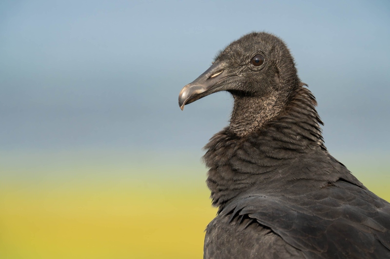 Black-Vulture-3200-tight-portrait-_DSC3591-Indian-Lake-Estates-FL