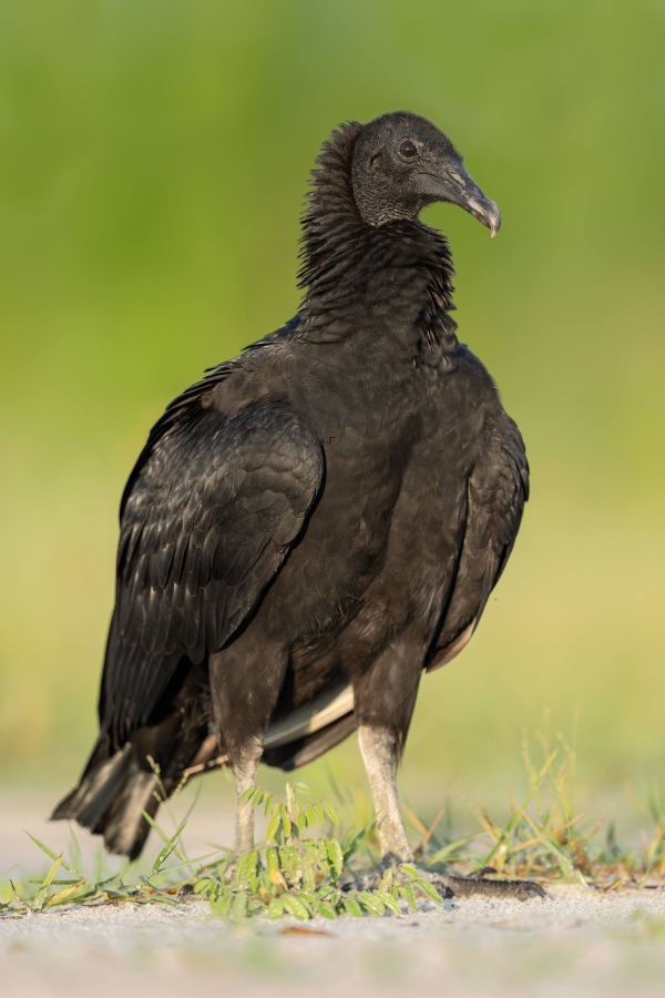 Black-Vulture-3200-vertical-portrait-_DSC2932-Indian-Lake-Estates-FL