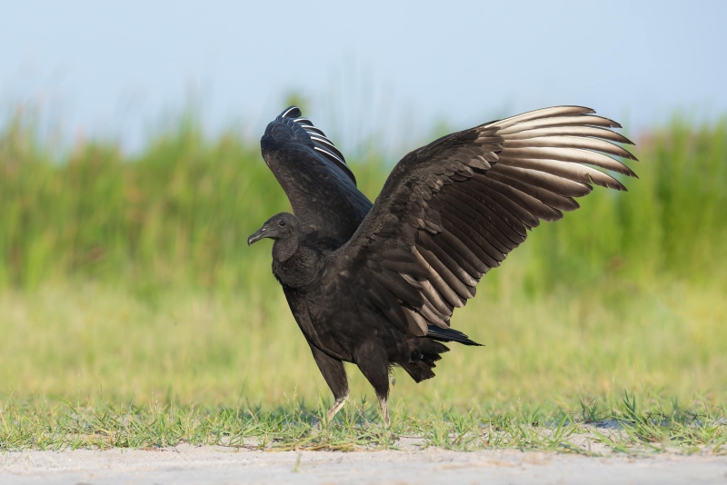 Black-Vulture-3200-with-wings-raise-_DSC9384-Indian-Lake-Estates-FL