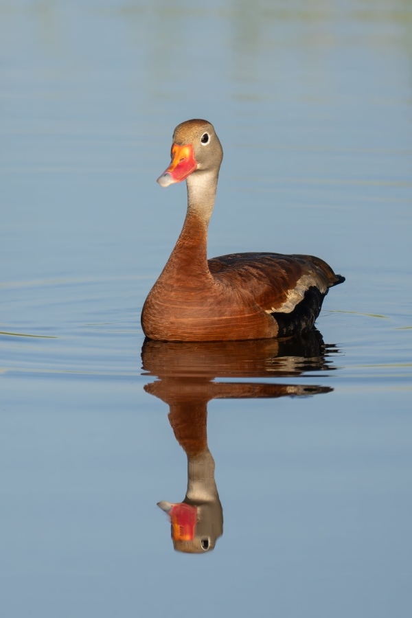 Black-bellied-Whislting-Duck-3200-PAT-GIGA-PX-_DSC9512-Indian-Lake-Estates-FL