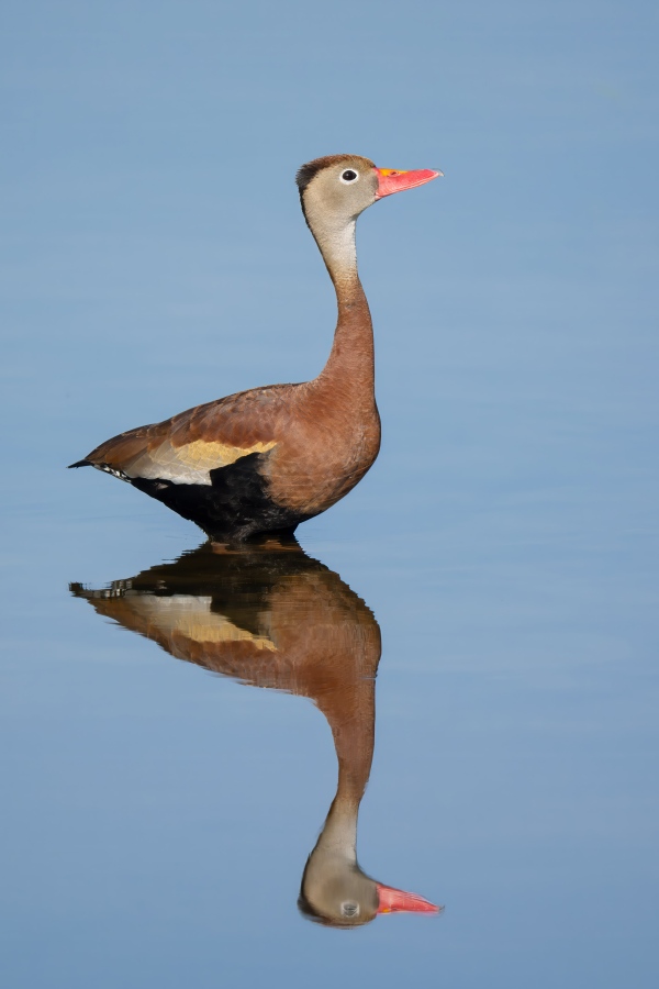 Black-bellied-Whislting-Duck-3200-finishing-drink-_DSC0777-Indian-Lake-Estates-FL