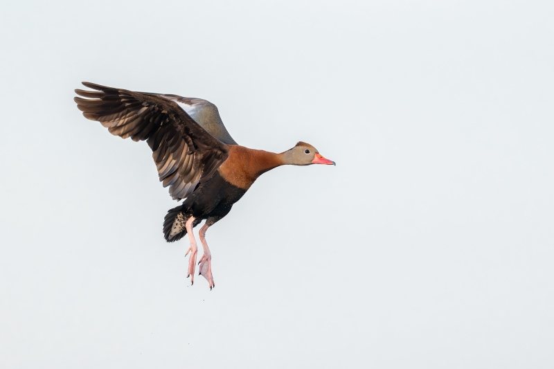 Black-bellied-Whislting-Duck-3200-headed-for-the-pier-railing-_DSC1911-Indian-Lake-Estates-FL
