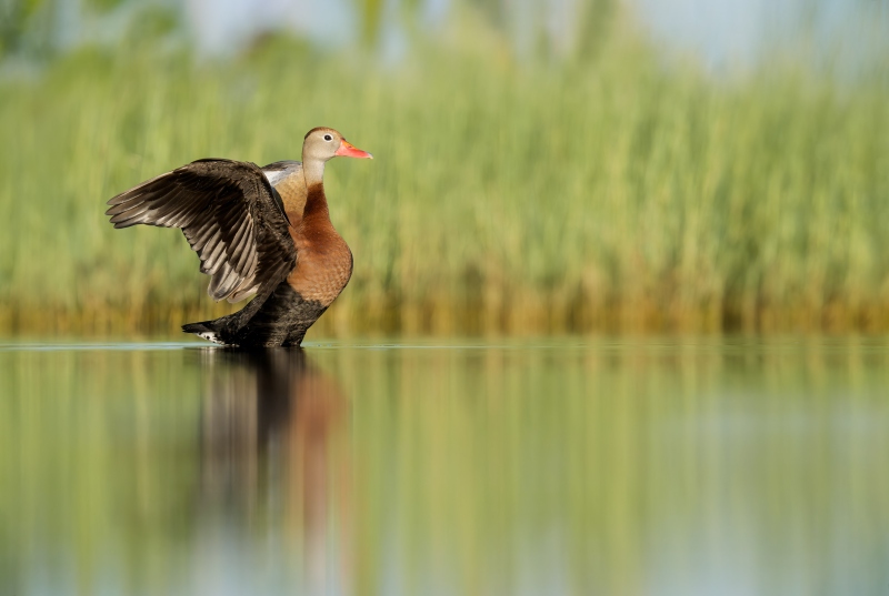 Black-bellied-Whistling-Duck-3200-flapping-after-bath-_DSC9377-Indian-Lake-Estates-FL