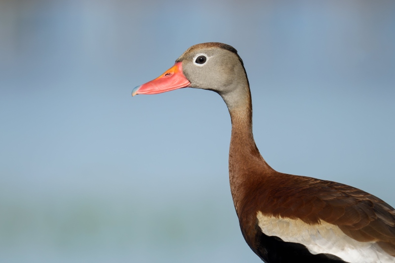 Black-bellied-Whistling-Duck-3200-head-and-shldrs-portrait-on-pier-railing-_DSC8089-Indian-Lake-Estates-FL