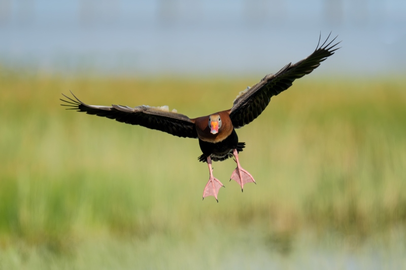 Black-bellied-Whistling-Duck-3200-incominig-_DSC8209-Indian-Lake-Estates-FL