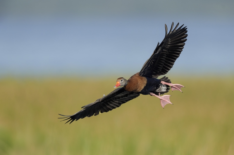 Black-bellied-Whistling-Duck-3200-on-final-approach-_DSC7900-Indian-Lake-Estates-FL