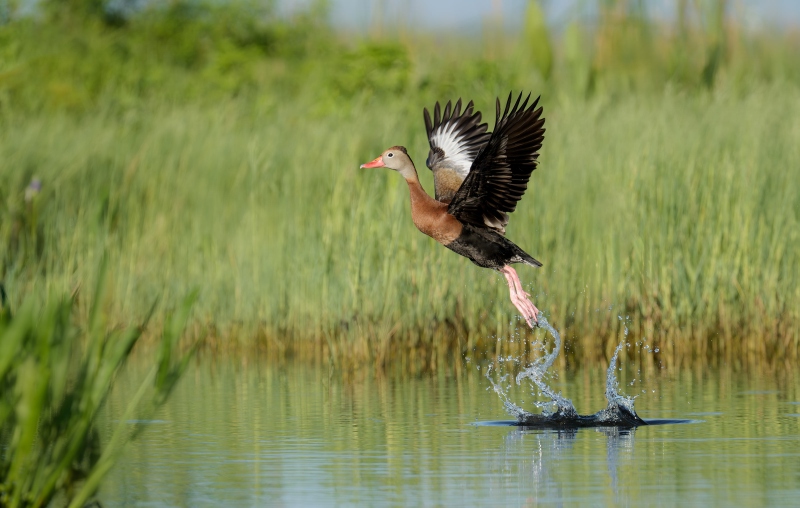 Black-bellied-Whistling-Duck-3200-taking-flight-_DSC0734-Indian-Lake-Estates-FL