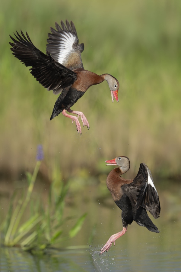 Black-bellied-Whistling-Ducks-3200-squabbling-_DSC5971-Indian-Lake-Estates-FL
