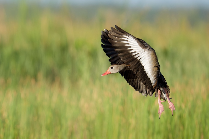 Black-bellied-Whsilting-Duck-3200-braking-to-land-_DSC5982-Indian-Lake-Estates-FL