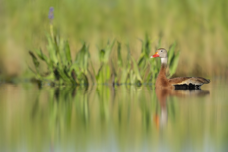 Black-bellied-Whsitling-Duck-3200-pickerelweed-blossom-_DSC0372-Indian-Lake-Estates-FL