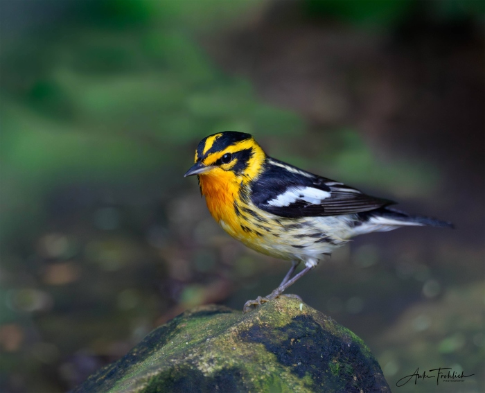 Blackburnian-by-Anke-Frohlich_DSC7782-South-Padre-Island-TX
