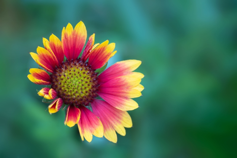 Blanket-Flower-3200-Gaillardia-pulchella-_DSC2711-Lido-Beach-LI-NY