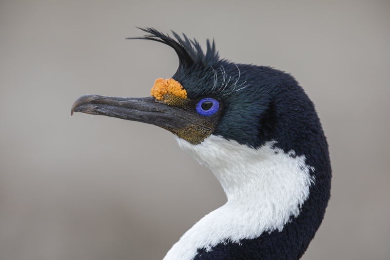 Blue-eyed-Shag-3200-Leucocarbo-atriceps-_W5A1040-Bleaker-I.-Falklands