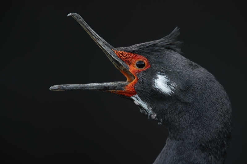 Blue-eyed-Shag-3200-Leucocarbo-atriceps-_W5A1932-Bleaker-I.-Falklands-copy