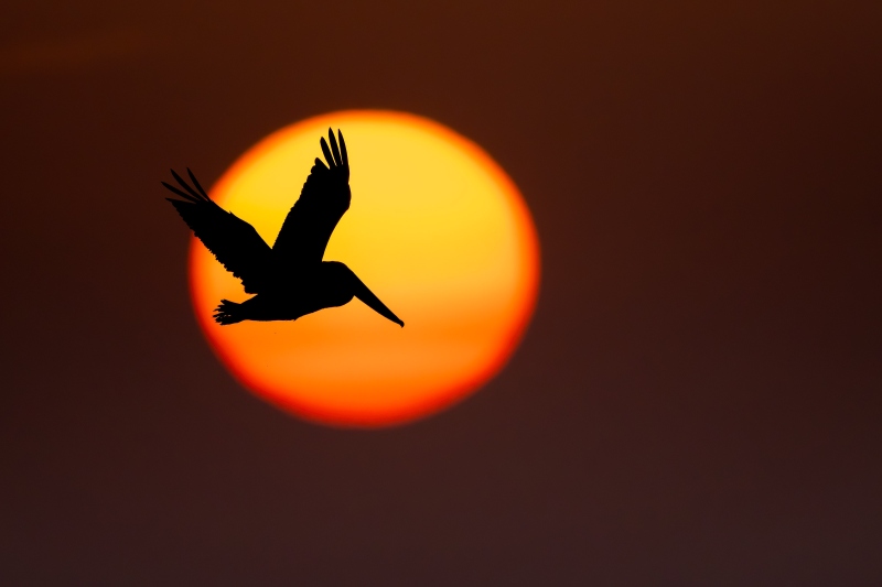 Brown-Pelican-sunset-composite-3200-flying-through-muted-sun-ball-_DSC2185-Huguenot-Memorial-Park-Jacksonville-FL