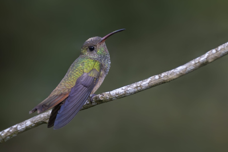 Buff-bellied-Hummingbird-3200-male-_DSC3821-South-Padre-Island-TX