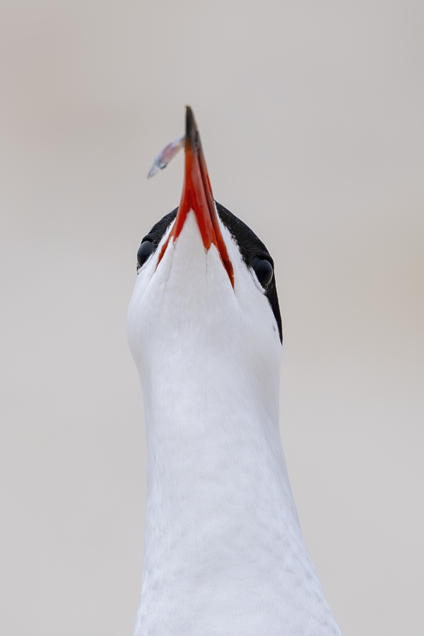 Common-Tern-100-CROP-courtship-display-with-tiny-fish-_DSC9070-Nickerson-Beach-Long-Island-NY