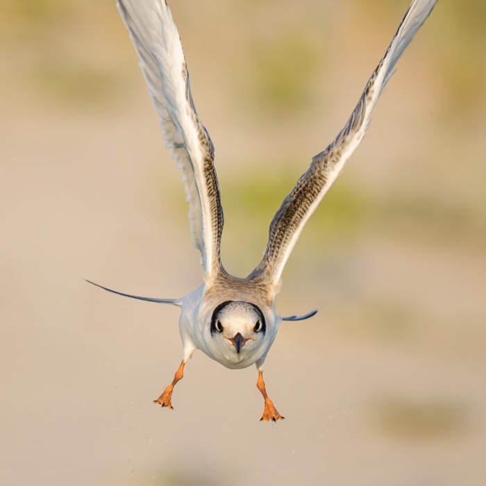 Common-Tern-3000-juvenile-in-flisth-SQ-CJ-_DSC1168-Nickerson-Beach-NY
