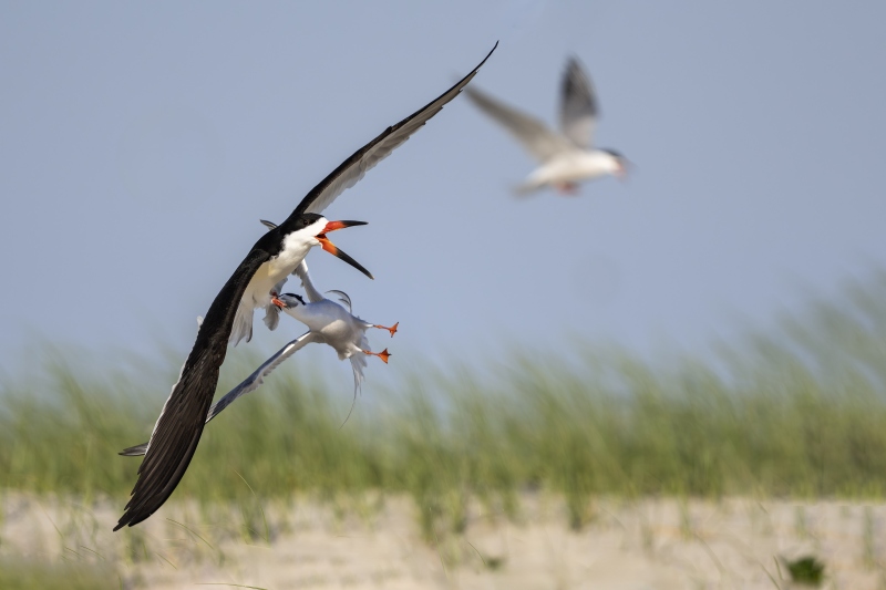Common-Tern-3200-attacking-Black-Skimmer-_DSC6530-Nickerson-Beach-Long-Island-NY