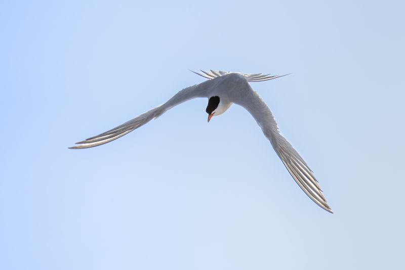 Common-Tern-3200-backlit-sunny-day-flight-_DSC3546-Nickerson-Beach-Long-Island-NY