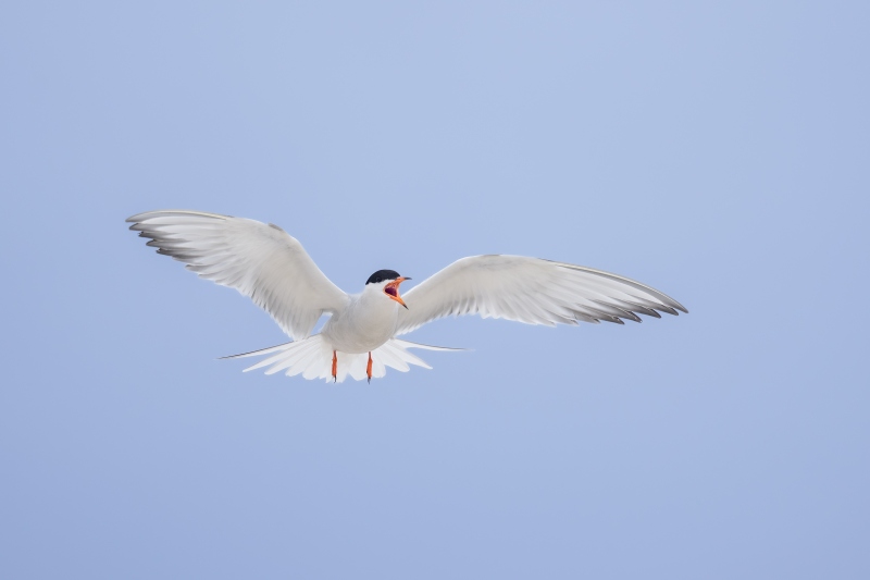 Common-Tern-3200-calling-above-colony-_DSC0092-Nickerson-Beach-Long-Island-NYA