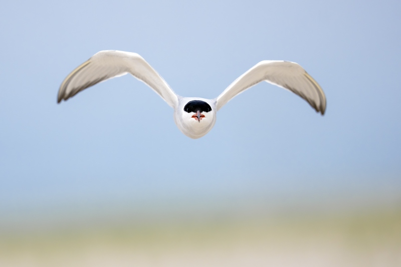 Common-Tern-3200-defending-scrape-_DSC9623-Nickerson-Beach-Long-Island-NY