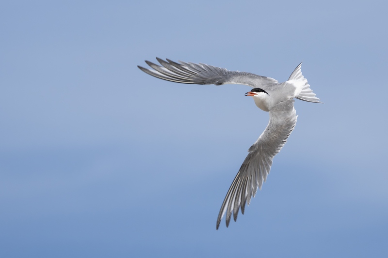 Common-Tern-3200-dorsal-view-flight-attacking-another-bird-_DSC4064-Nickerson-Beach-Long-Island-NY