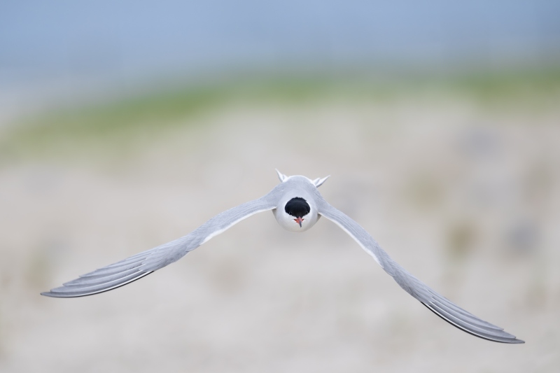 Common-Tern-3200-facing-flight-dorsal-view-_DSC0229-Nickerson-Beach-Long-Island-NY